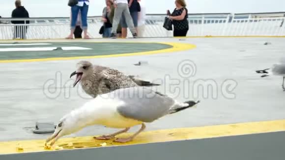 鸥鸟海吃食视频的预览图