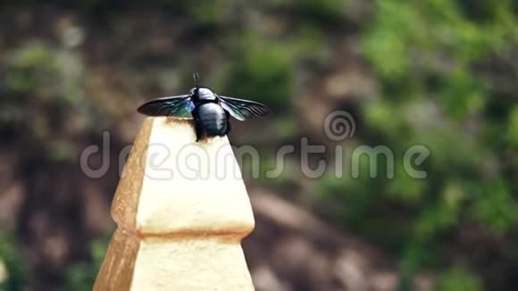 亚洲公园异常颜色的甲壳虫视频的预览图