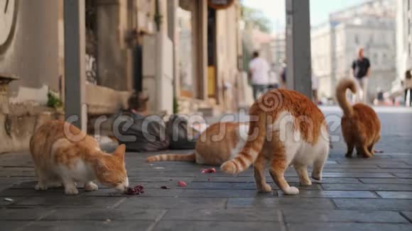 流浪猫在伊斯坦布尔街吃肉土耳其4K视频的预览图