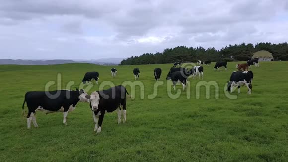 一群奶牛在一片空旷的草地上放牧视频的预览图