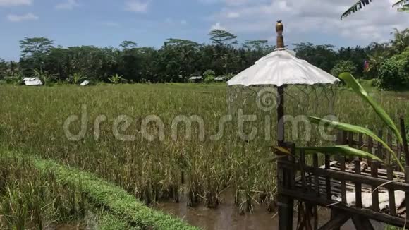 印度尼西亚巴厘岛热带岛屿稻田上的白色雨伞视频的预览图