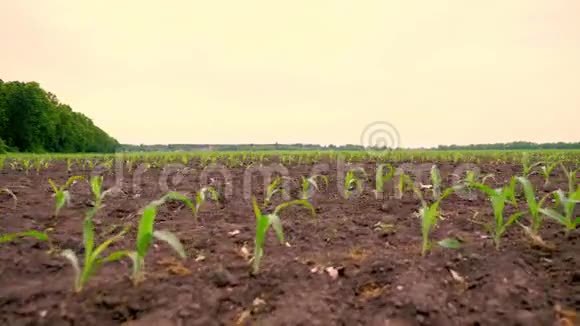 玉米地一排排年轻的玉米植株幼苗在肥沃湿润的土壤上温暖的春天在一个温暖的日子里种植玉米视频的预览图