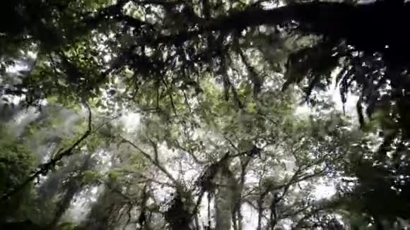 树顶雨林视频的预览图