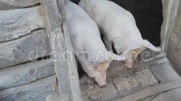 一个村庄谷仓门口的两只小猪在嚼东西白俄罗斯村庄视频的预览图