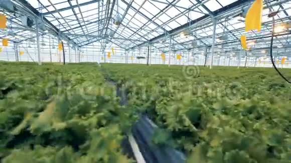 生菜种植园在宽敞的温室里人工照明工业温室内部视频的预览图