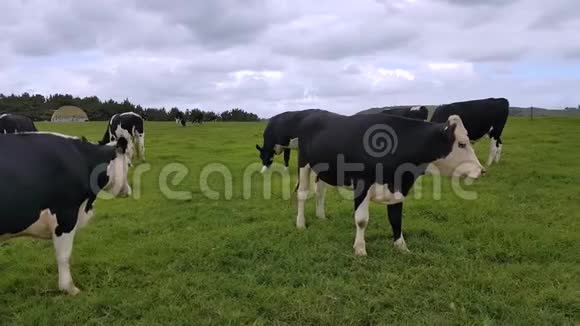 一群奶牛在一片空旷的草地上放牧视频的预览图