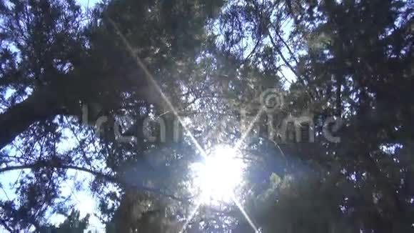 树木下的路径1视频的预览图