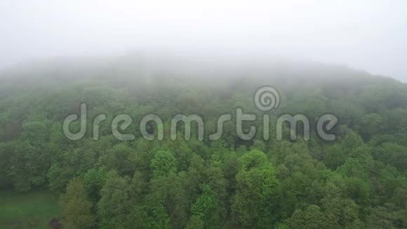 在雾蒙蒙的早晨飞越树梢清晨的树林里绿林中弥漫着雾气视频的预览图