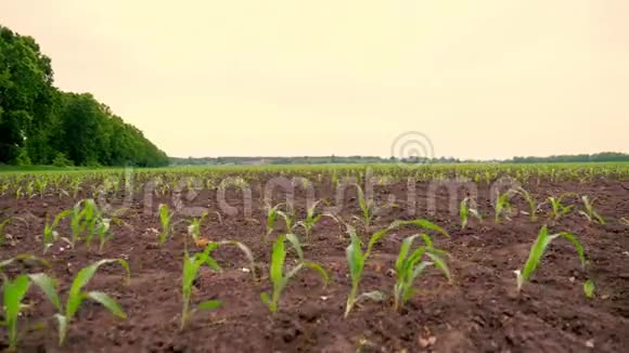 玉米地一排排年轻的玉米植株幼苗在肥沃湿润的土壤上温暖的春天在一个温暖的日子里种植玉米视频的预览图