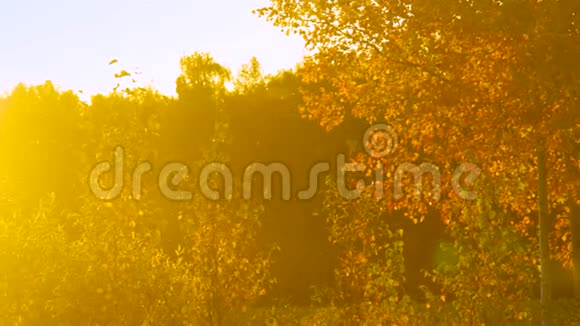 阳光照射在黑森林的金色白桦树上视频的预览图