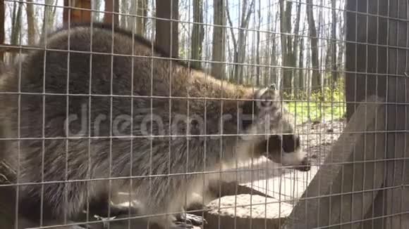 一只浣熊走进动物园的笼子视频的预览图