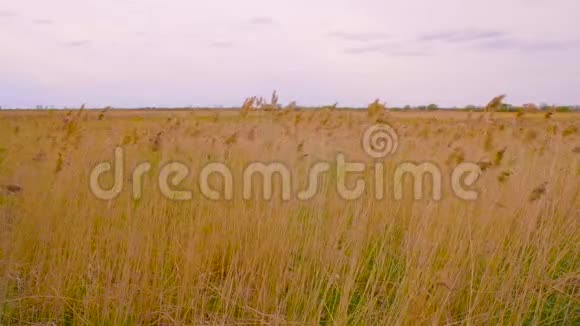 带着黄色秋野的风景芦苇随风飘扬视频的预览图