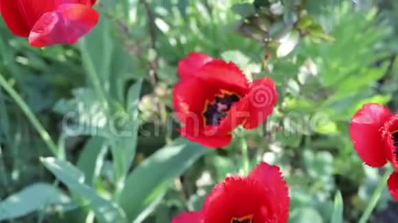 美丽的郁金香生长在春天的花园里视频的预览图