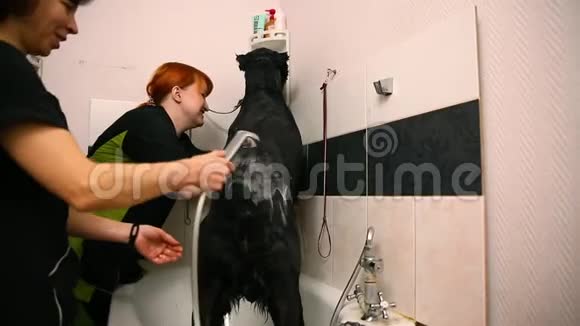 两个女人在美容院的浴室里为动物洗了一条黑色的大俄罗斯牧羊犬用清水冲洗视频的预览图