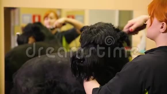 一个专业的美容师在商店剪一个大的黑色小梗与剪刀头发剃掉狗的多余头发视频的预览图