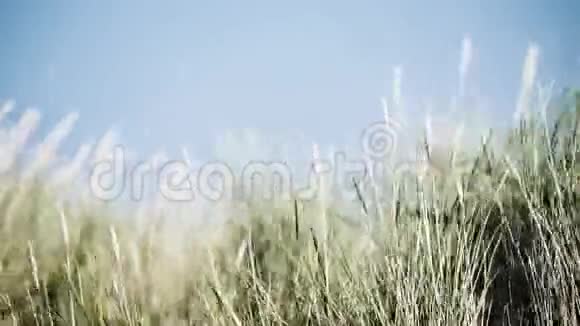 4kUHD荷兰沙丘典型的叶片草在风中挥舞视频的预览图