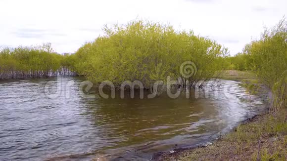 宁静的风景水中生长着绿柳灌木视频的预览图