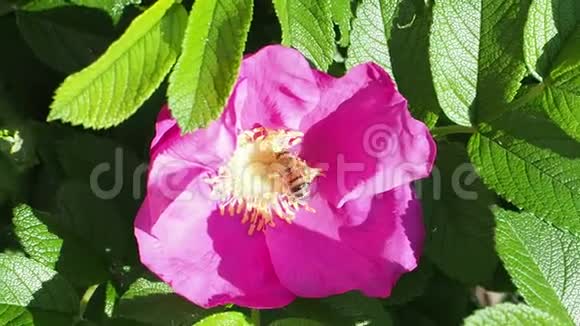 蜜蜂从狗玫瑰花的雄蕊中收集花粉视频的预览图