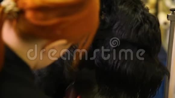 一个专业的美容师在商店剪一个大的黑色小梗与剪刀头发狗的特写脸视频的预览图