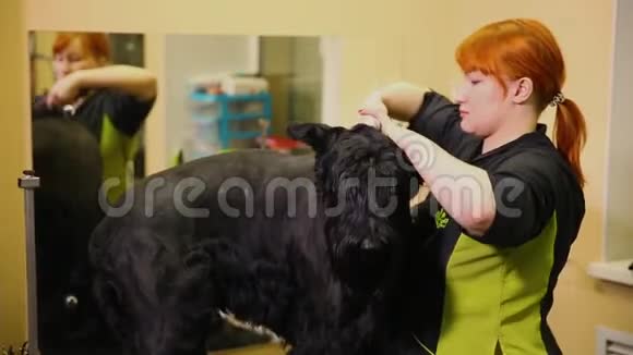 一个专业的美容师在商店剪一个大的黑色小梗与剪刀头发割了狗的耳朵视频的预览图