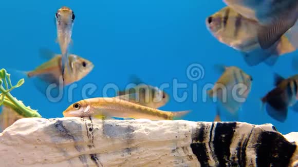 食藻类和利乐鱼视频的预览图