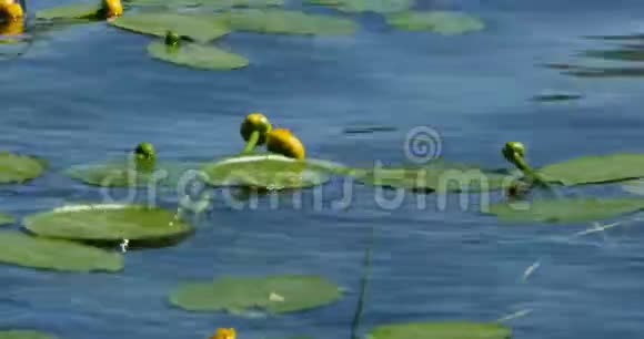花黄色叶黄素视频的预览图