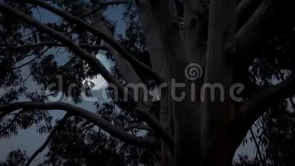 桉树背后的月亮视频的预览图