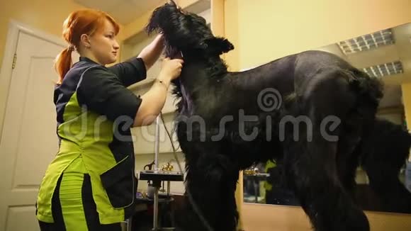 一个专业的美容师在商店剪一个大的黑色小梗与剪刀头发电动剪刀狗视频的预览图