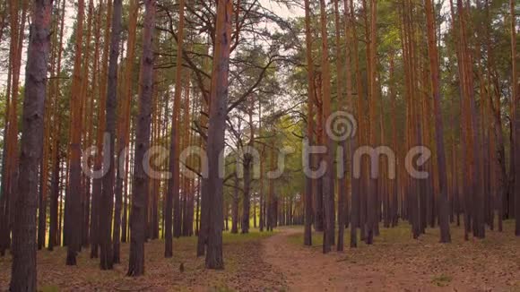 郁郁葱葱的森林和高大的松树视频的预览图