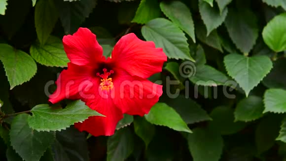 大红色芙蓉花在大自然中视频的预览图