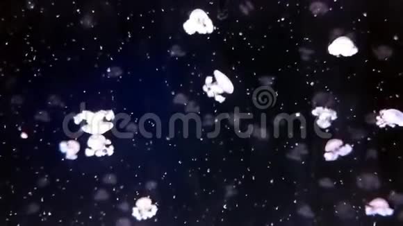 漂浮在水族馆里的月亮水母视频的预览图