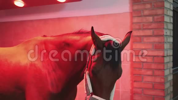 美丽的栗子狗站在红外线灯下晒黑温暖视频的预览图