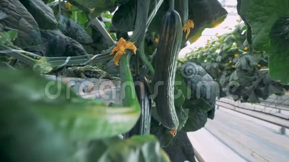 把挂在温室里的黄瓜和一条通道关起来现代农业概念视频的预览图