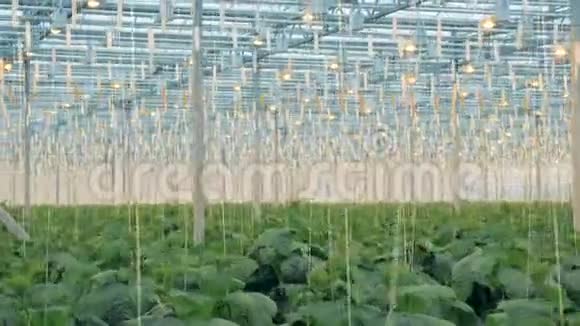 一大片绿色植物中的黄瓜树现代农业概念视频的预览图