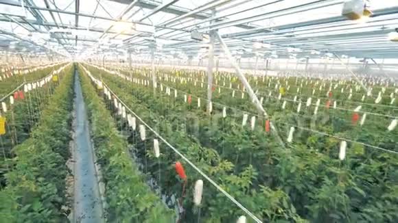 宽敞的暖房种植西红柿有机栽培天然新鲜蔬菜视频的预览图