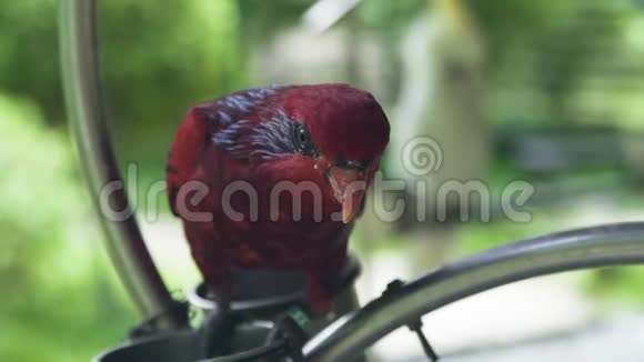 红色鹦鹉鸟靠近红鹦鹉栖息在鸟公园户外野生动物视频的预览图