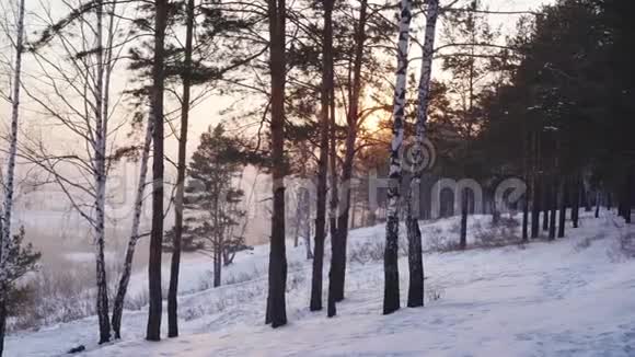 雪坡上的桦树和松树视频的预览图