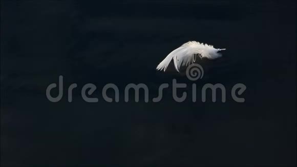 白羽于暗水2视频的预览图