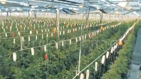 种植番茄灌木的大型温室有机栽培天然新鲜蔬菜视频的预览图