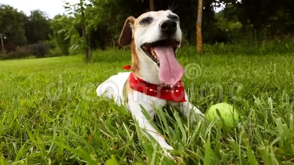 可爱的休息狗躺在绿草上周末新鲜空气的心情累后主动游戏宠物录像片段视频的预览图