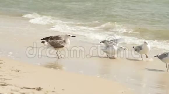 沙滩上的鸟在海浪的背景下慢速高清视频的预览图