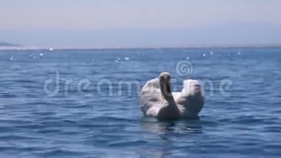 巨大的白天鹅游在瑞士阿尔卑斯山背景下的一个清澈的山湖里视频的预览图