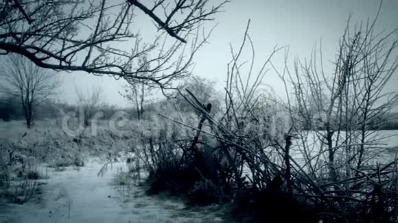 结冰的树视频的预览图