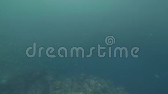 水下观鱼学校在蓝色海水中游泳热带鱼在透明海洋水域游泳视频的预览图