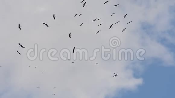 鸟儿在天空中飞翔视频的预览图