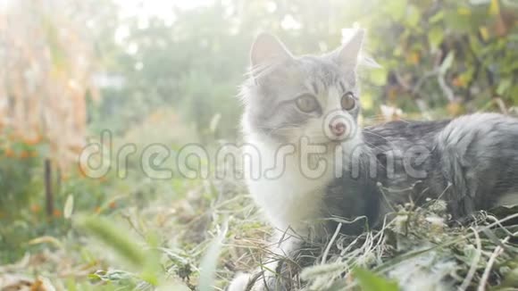 可爱的白灰色小猫在大自然中咀嚼一片草叶猫在户外散步有趣的动物视频的预览图