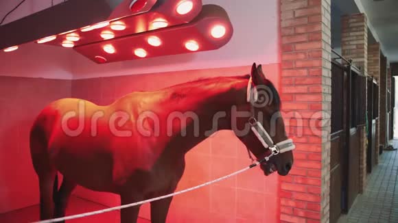 马在红外线灯下美丽的栗子狗站在红外线灯下晒黑温暖视频的预览图