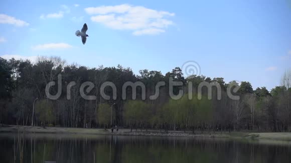 鸟儿飞过湖面慢动作240fps视频的预览图