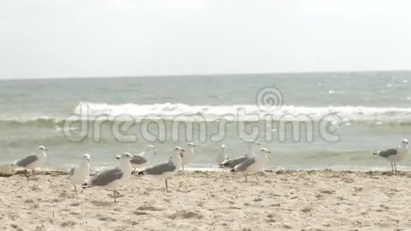 海鸥在海边沿着海边的沙滩漫步视频的预览图