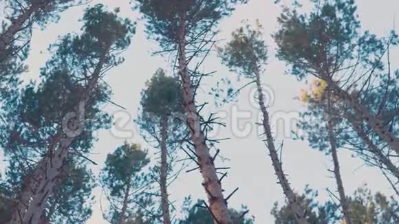 帕夫开车经过森林山松树周围云雾缭绕Pov的角度驾驶从内部看视频的预览图